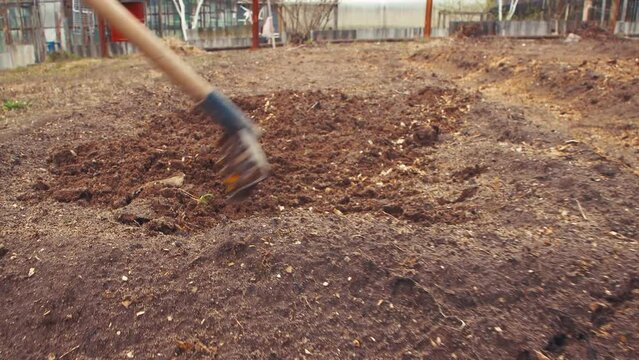Metal rakes loosen and level the bed with black soil or compost. The concept of growing vegetables in the garden, cottage, garden plot in agriculture. Spring day, sowing and planting. UHD 4K.