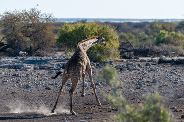 One Angolan Giraffe - Giraffa giraffa angolensis galloping nervously near a waterhole in Etosha...