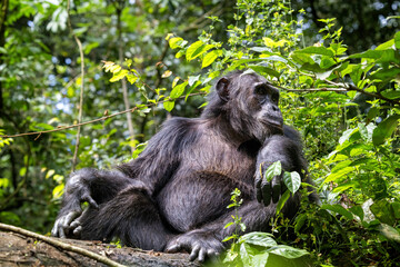An adult chimpanzee, pan troglodytes, rests on a fallen tree in the rainforest of Kibale National Park, Uganda, Africa.