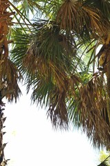 close up of palm tree