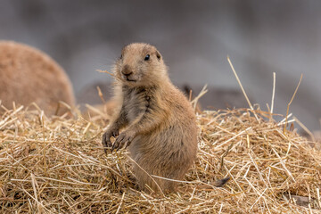prairie dog in the hay