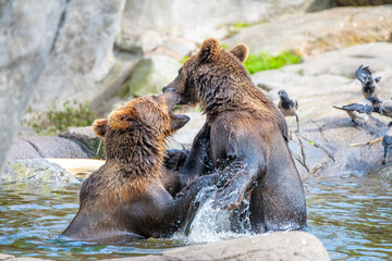 Obraz premium Two brown bears fighting in the water