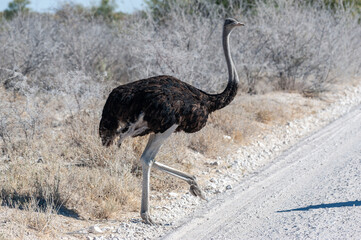 Closeup of a South African Ostrich -Struthio camelus australis-, also known as the black necked Ostrich, Southern Ostrich, or Cape Ostrich, crossing a road in Etosha National Park, Namibia.