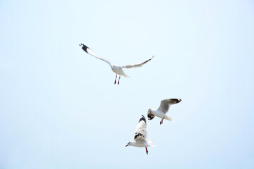 seagull in flight