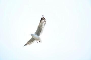 seagull in flight