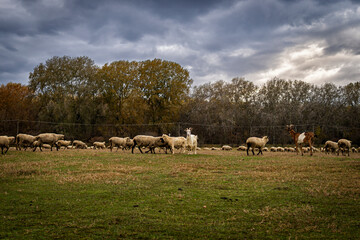 Fototapeta premium Sheep