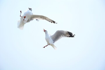 Fototapeta premium seagull in flight