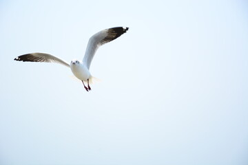 seagull in flight