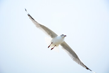 seagull in flight