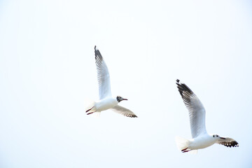 seagull in flight