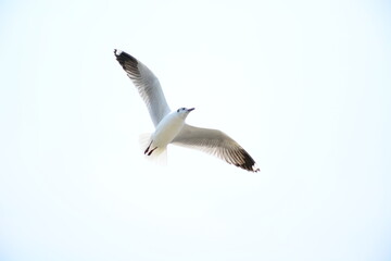 seagull in flight