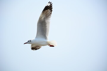 seagull in flight