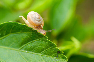 Close-up of a red flower with green leaves and a small snail on a stone
