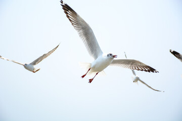 Fototapeta premium seagull in flight