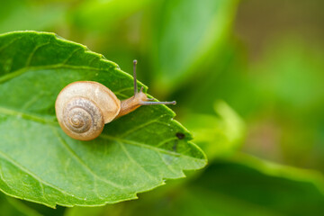 Close-up of a red flower with green leaves and a small snail on a stone