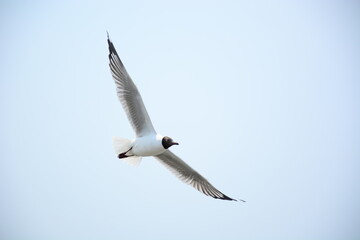 seagull in flight