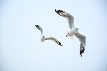 seagull in flight