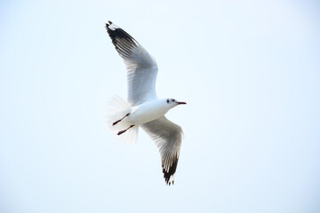 seagull in flight
