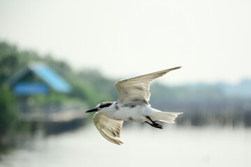 seagull in flight