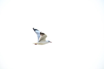 seagull in flight