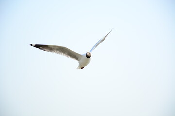 seagull in flight