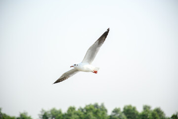 Obraz premium seagull in flight