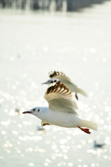 seagull on snow