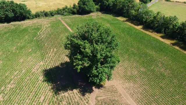 Grand arbre vert isol&eacute; dans les cultures. Ch&ecirc;ne poussant seul au milieu d'un champ.