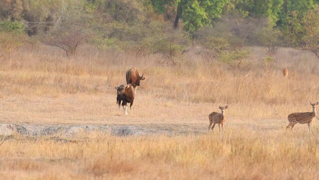 Gaur or Indian Bison or bos gaurus herd a danger animal or beast alert with alarm call of spotted deer or chital axis deer in landscape of bandhavgarh national park forest madhya pradesh india asia