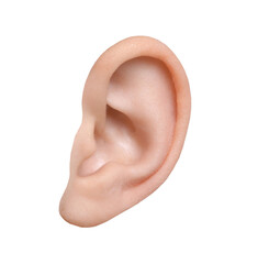 Human ear isolated on white. Organ of hearing and balance