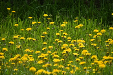 A field of dandelion, Sainte-Apolline, Québec, Canada