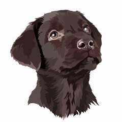 Chocolate Labrador puppy. Dog portrait. Vector illustration