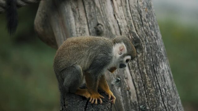 Cute Humboldt's Squirrel Monkey Scratching Ears At The Forest Habitat In Ecuador, South America. Close Up