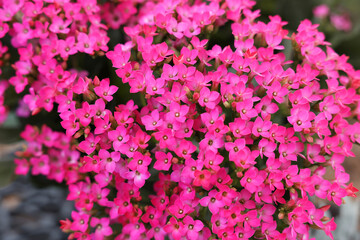 Beautiful tiny tropical flowers as background, closeup