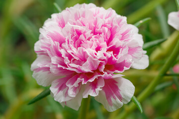 Pink flower of Portulaca grandiflora blooming  with get sunlight in morning