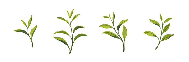Set of green tea leaves. Flat vector illustration.