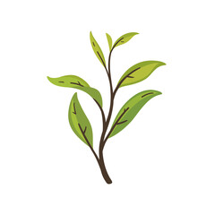 Branch of green tea. Flat vector colorful illustration.