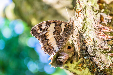 Black and white diurnal butterfly in its natural environment.