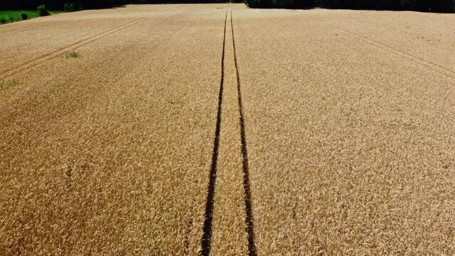 Champ de bl&eacute; &agrave; l'&eacute;t&eacute; avec des traces de passages en son centre. Parcelle d'agriculteurs pr&ecirc;te &agrave; &ecirc;tre r&eacute;colt&eacute;e.