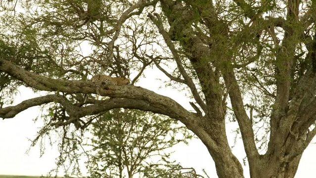 A leopard sleeps on a tree branch in the Serengeti National Park, Tanzania.