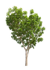 Fototapeta premium Single Tree isolated on white background, With Clipping path.