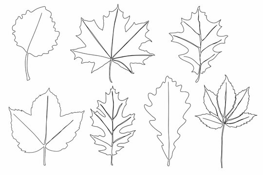 A set of autumn leaves drawn with a continuous line. Autumn leaf in one line style icon vector illustration design