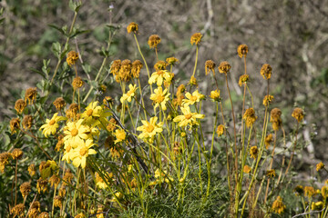 Yellow flowers in the sunshine