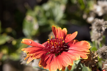 Red and yellow flower with dew