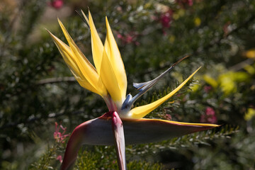 Obraz premium Yellow Bird of Paradise in the sunlight