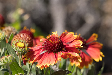 Red and yellow flower with dew