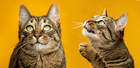 Two cats on a yellow background. Portrait