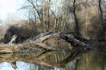 Fallen dry, burnt snag into the river. A rotten tree in the water. Early spring © watcherfox