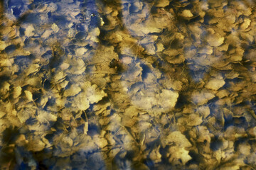 Mirror transparent surface of the pond water, lakes. or at the bottom, algae, fallen leaves, a sense of autumn