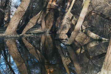 Poplar trees (tree trunks) in water of Danube river during a spring floods on a calm sunny day. Reflection of tree trunks in water